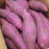 일등청과 국내산 고구마 특3kg, 특5kg 햇고구마 베니하루카 황금꿀호박고구마